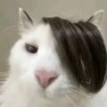 炫酷男孩先生