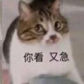 梨子（我的茶座小姐，诶嘿嘿嘿）